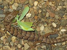 Un lagarto caimán del sur comiendo una manitis religiosa