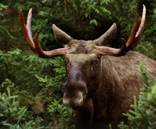 Elk deer in Småland