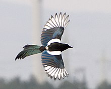 Magpie in flight