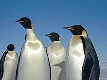 Im Gegensatz zu Tigern brauchen Pinguine keine Zähne und Krallen, um Fleischfresser zu sein. Sie ernähren sich von Krustentieren, Fischen, Tintenfischen und anderen kleinen Meerestieren.