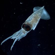 Blæksprutter af slægten Enoploteuthis fra Celebeshavet