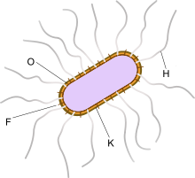 Antigenic structures: K (capsule), O (cell membrane), F (fimbriae), H (flagella)