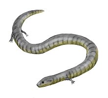Eocaecilia , de vroegst bekende fossiele caeciliaan  