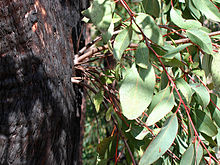 Bushfire