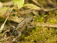 Hyvin nuori Natterjack  