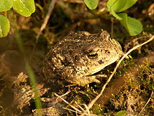 Hieman vanhempi Natterjack, vaikkei vielä täysikasvuinen.  