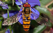 Imitation of a bee in the grove hoverfly