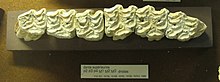 Molar teeth of the extinct Equus mosbachensis with the characteristically strongly folded enamel