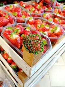 Germinating seeds of a strawberry