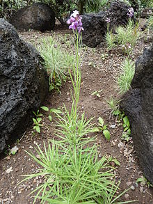 Erysimum caboverdeanum in de botanische tuinen in Las Palmas de Gran Canaria.