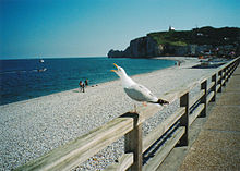 "Whooping" Herring Gull