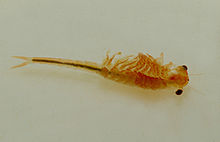 Juvenile of a fairy crab, also called spring gill-foot crab, Eubranchipus grubii (Anostraca)