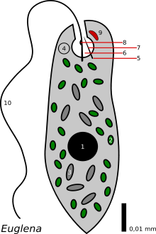 Euglena diagramm