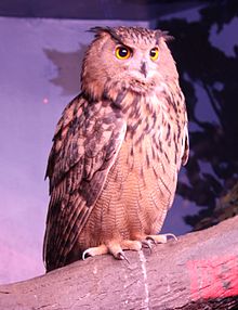 Výr velký v Zoo Cincinnati