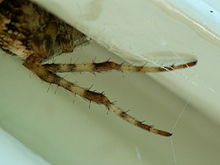 A garden cross spider (Araneus diadematus) has hooked its legs into its web to sense whether insects have been caught via its vibrations