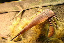 Model Eurypterus, eksponowany w Smithsonian National Museum of Natural History: Sala Skamieniałości