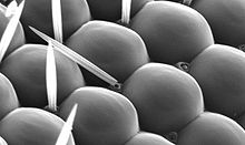 Scanning electron micrograph of some ommatidia of a complex eye of a fruit fly of the genus Drosophila