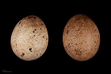 Falco peregrinus