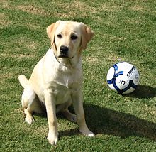 Gul labradorhona, sitter bredvid en boll.  