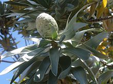 cono femenino de Leucadendron  