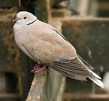 Eine wilde Berbertaube in Tasmanien, Australien. Auch bekannt als Ringneck-Taube oder Ringeltaube (Streptopelia risoria)
