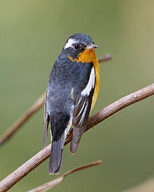 Mugimaki Flycatcher in Khao Yai National Park
