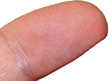 Fingertip