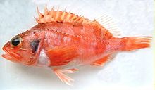 Blue Mouth (Helicolenus dactylopterus)