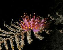 Flabellina pedata, en nøgensnegl fra Østtimor  
