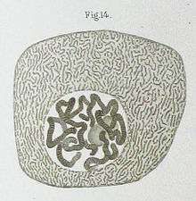 Tegning af en Chironomus (myg) spytkirtelcelle offentliggjort af Walther Flemming i 1882. Kernen indeholder polytene kromosomer som hos Drosophila.