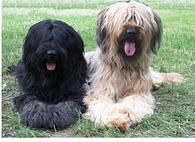 le due versioni comuni del Briard