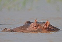 Nose, eyes and ears are very high up on the head and can thus be kept above the waterline
