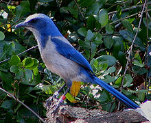 Florida Scrub Jay on leitud ainult Floridas.