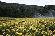 En gård där blommor odlas för kommersiella ändamål.  