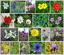Example image of the flora of Israel
