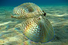 Flying fowl (Dactylopterus volitans) in the Mediterranean Sea off eastern Crete, about 3-5 m depth.