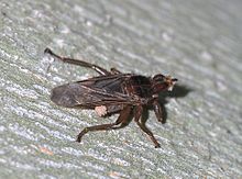 Gli acari si fanno trasportare da una mosca (Pseudolynchia canariensis)