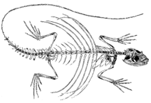 The flight skin is stretched between the extended ribs