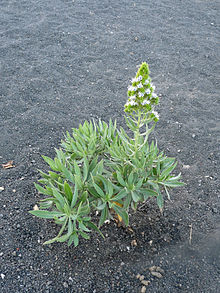 Echium vulcanorum in Chã das Caldeiras.  