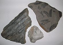 Fossils of the Silesium or Pennsylvanium (Upper Carboniferous)