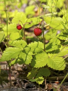 Wild strawberry (Fragaria vesca)