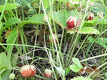 Cracked strawberry (Fragaria viridis)