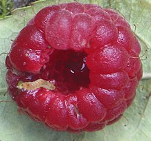 Uma fruta de framboesa é uma fruta agregada. Os ovários que compõem o agregado são chamados de drupelets