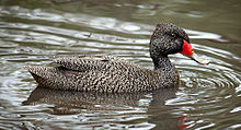 Anatra australiana lentigginosa, maschio.