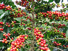 Coffee Tree