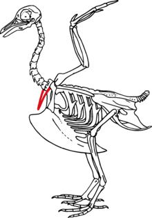 Dieses stilisierte Vogelskelett hebt die Furcula hervor