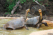 Tortuga de Galápagos  