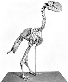 Schelet de Gastornis