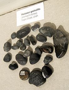 Gastrolytes de Plesiosaur