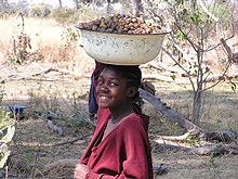 Collective food makes up the main part of the diet in the warm regions